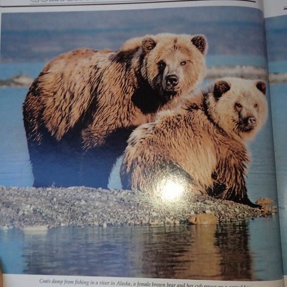 Vintage , national geographic mammal studies 2 part book set , good condition - Picture 6 of 8